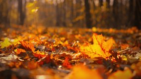 Brightly colored autumn leaves cover the forest floor, creating a warm and inviting atmosphere. Sunlight filters through the trees, enhancing the seasonal beauty in a tranquil setting - Powered by Shutterstock - Get 15% off with code: PIKWIZARD15