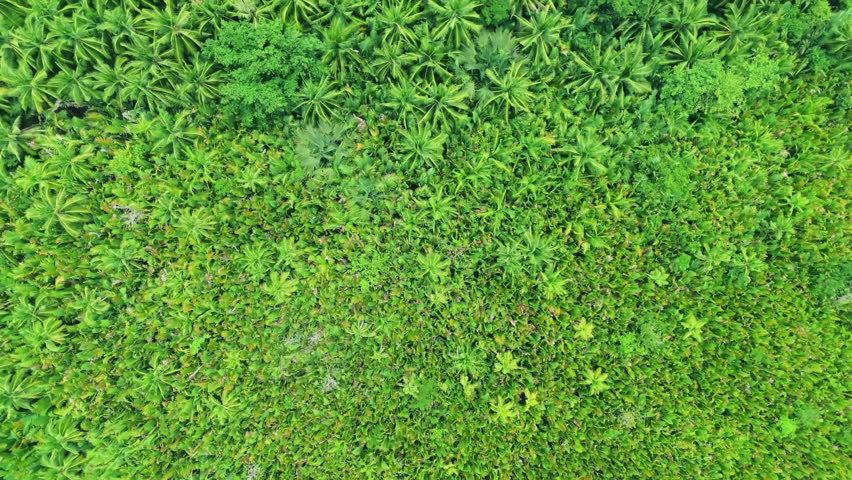 Aerial tropical forest with palm trees bordering a wide river in Parque Nacional de Anavilhanas, Brazil.