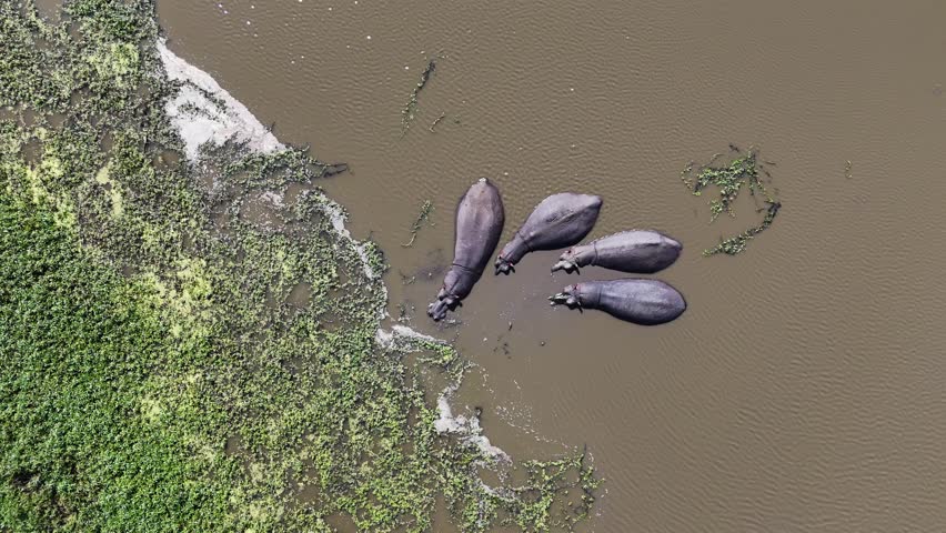 Aerial top-down view of hippos in Serengeti National Park, Tanzania