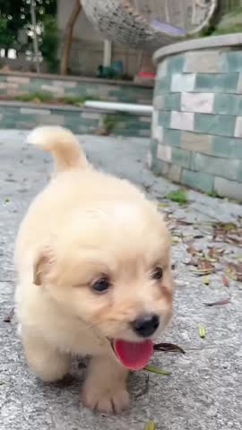 Playful Golden Puppy Running with Its Tongue Out.