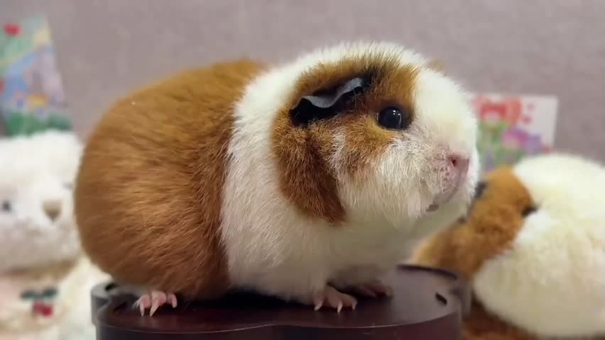 Close-Up Shot of an Adorable Guinea Pig Standing Calmly on a Wooden Table.