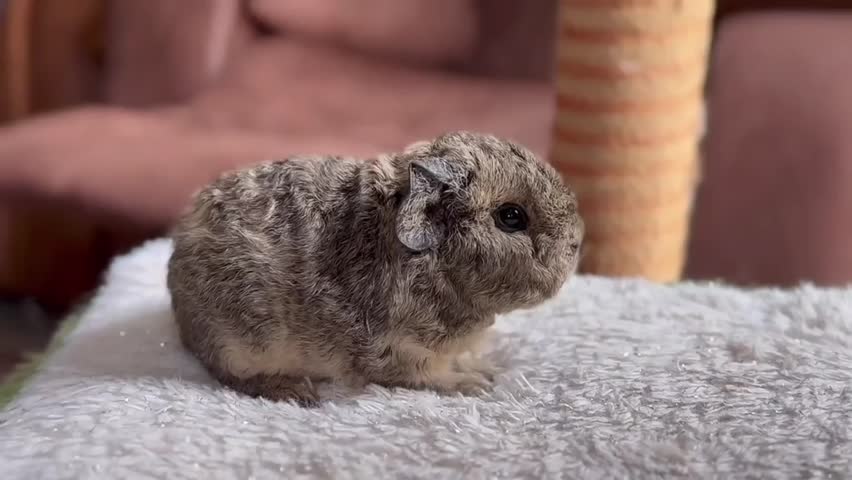 Cute Guinea Pig Sitting on Soft Surface Indoors.