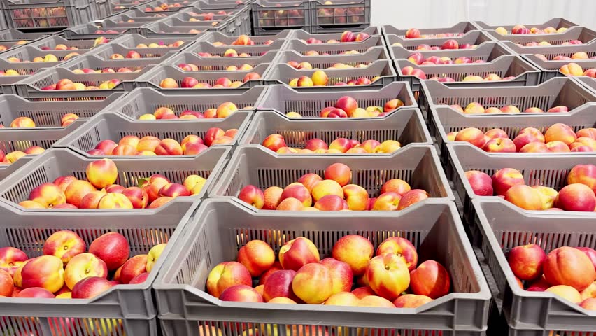 Nectarines in plastic crates in a fruit sorting facility, waiting in line to be processed for sorting, weighing, and packaging, ready for shipment and handling.