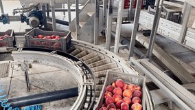 Machine unloading pallets of fruit crates, transferring them automatically to a conveyor that flips them upside down, sending peaches and nectarines to sorting and packaging. - Powered by Shutterstock - Get 15% off with code: PIKWIZARD15