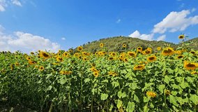 A vibrant sunflower field stretches beneath a blue sky with scattered clouds, framed by distant hills—capturing the warmth and serenity of summer in nature.  
📍Marivan, Kurdistan  - Powered by Shutterstock - Get 15% off with code: PIKWIZARD15