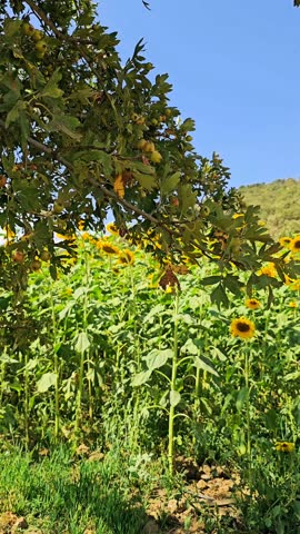 A vibrant sunflower field stretches beneath a blue sky with scattered clouds, framed by distant hills—capturing the warmth and serenity of summer in nature.  
📍Marivan, Kurdistan 