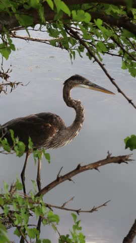 4K vertical video of a great blue heron bird standing in lake water.
