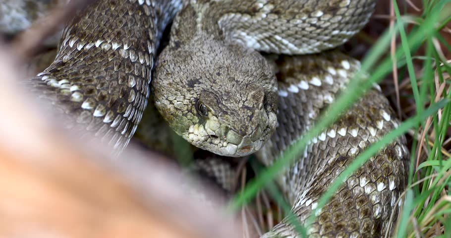 Closeup static video of a Western Diamondback Rattlesnake Crotalus atrox