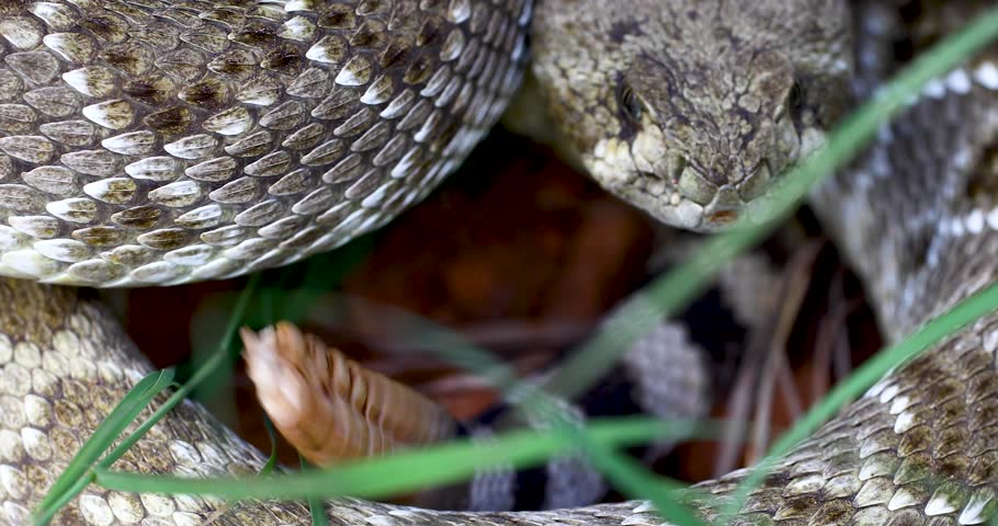 Closeup video of a Western Diamondback Rattlesnake Crotalus atrox focused on the rattle.