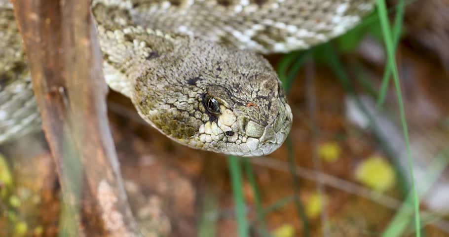 Closeup video of a Western Diamondback Rattlesnake Crotalus atrox yawning