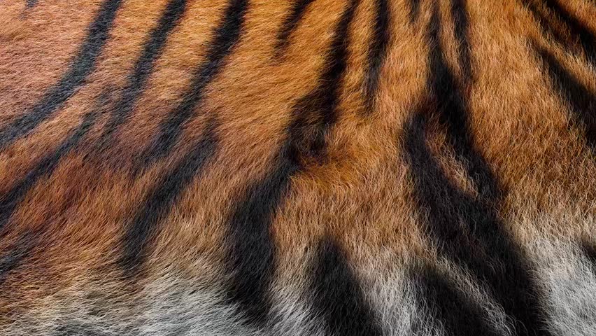 Seamless Loop Animation of Realistic Tiger Fur with Vivid Orange Jet-black Stripes. Fine Hairs Ripple with Smooth, Hypnotic Motion, Authentic Wildlife Texture of Premium Cinematic Detail Close-up 4k