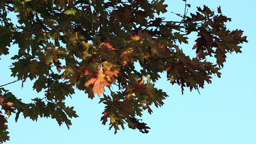 autum, red leaves on the oak tree
