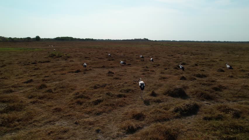 Drone chasing a flock of white birds flying gracefully over the lush landscape of Llanos, Venezuela.