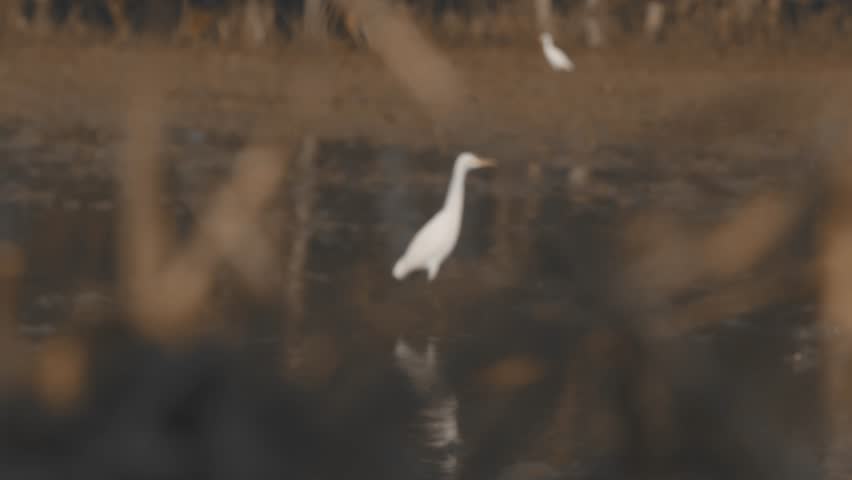 egret bird activity while farmers plow rice fields, cinematic, simple, and elegant., great blue heron	