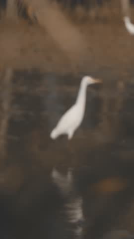 Vertical video, egret bird activity while farmers plow rice fields, cinematic, simple, and elegant., snowy egret in flight	