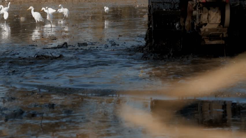egret bird activity while farmers plow rice fields, cinematic, simple, and elegant., water flowing into the water