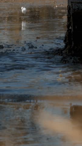 Vertical video, egret bird activity while farmers plow rice fields, cinematic, simple, and elegant., snowy egret in flight	