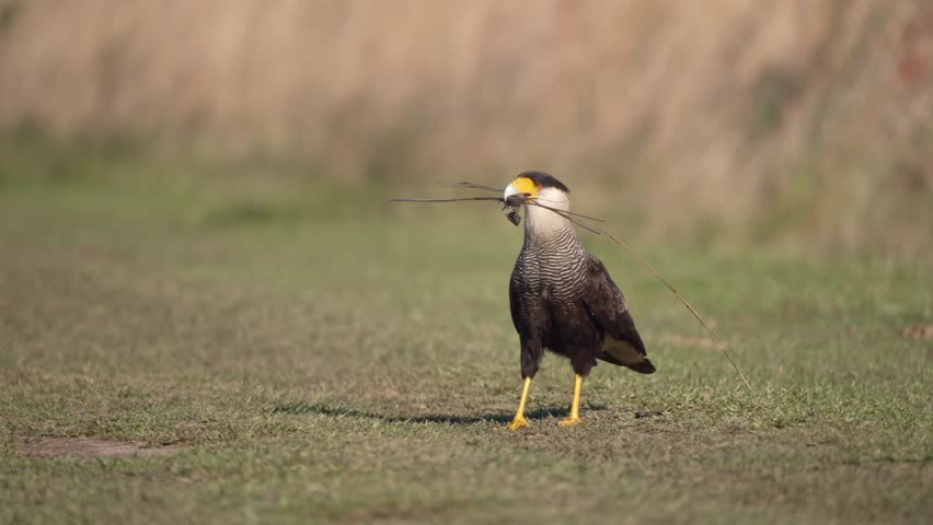 Eye level view of a crested caracara (Caracara plancus) holding nesting material in its beak during breeding season in slow-motion, Corrientes, Argentina.