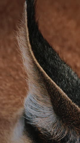 Focus on the caracal