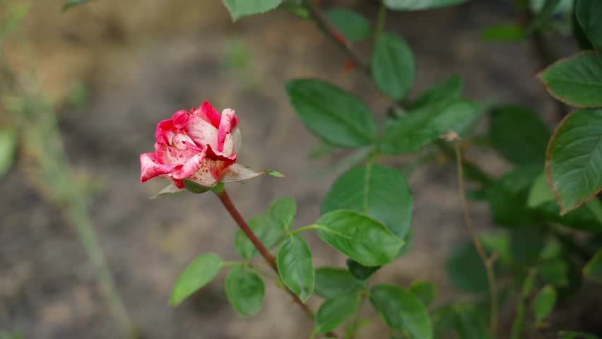 Gardener pruning over-bloomed roses, close-up