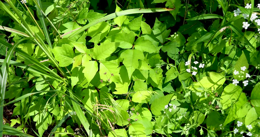 Static video of poison ivy plants blowing in the wind.
