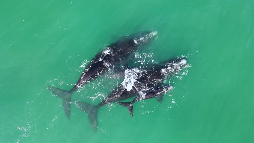 Southern Right Whale Moms and Babies