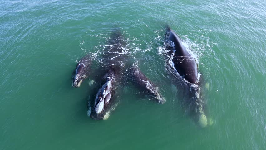 Southern Right Whale Moms and Babies