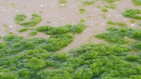 Ocean water flows across bright green algae-covered rocks on the shore. - Powered by Shutterstock - Get 15% off with code: PIKWIZARD15
