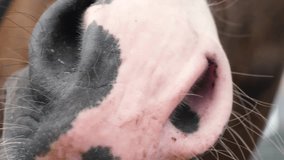 close up of nostrils and muzzle of adult horse, horse farm - Powered by Shutterstock - Get 15% off with code: PIKWIZARD15