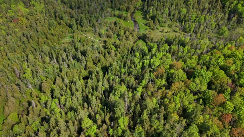 Lush Canadian vibrant verdant forest landscape with winding river, aerial backdrop