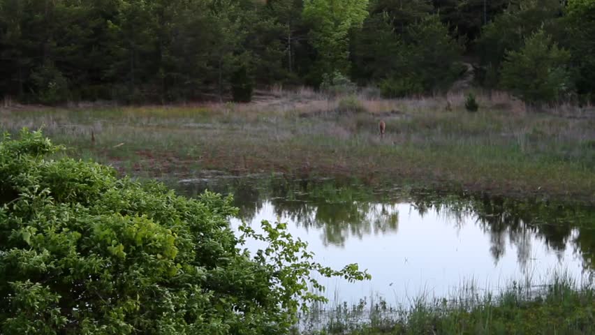 Small pond, woodland and a deer during the day in Indiana Dunes National Park, Indiana, USA, wide shot