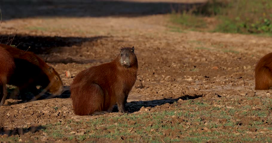 Capybaras in their natural habitat in the Pantanal, Brazil