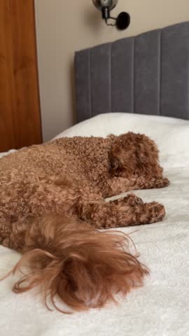 Brown curly toy poodle relaxing on a soft bed and curiously lookin into camera. Vertical