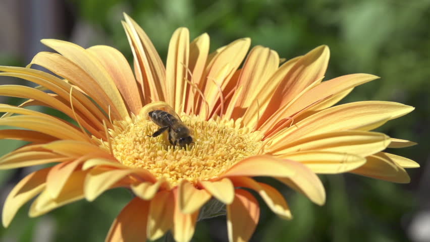 Bees collecting nectar from flower