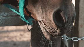 close up of adult horse nostril, horse muzzle in enclosure, horse farming - Powered by Shutterstock - Get 15% off with code: PIKWIZARD15