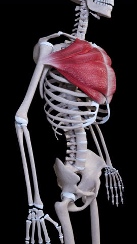 This 3d animation shows the movement of the pectoralis major muscle