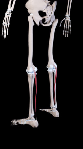 This 3d animation shows the movement of the plantaris muscle