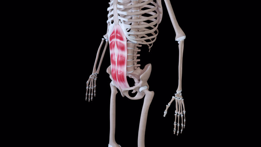 This 3d animation shows the movement of the rectus abdominis muscle