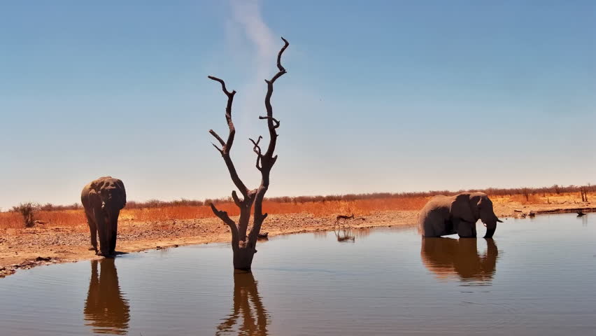 Two elephants cool off at a watering hole in arid Etosha Heights, Namibia.