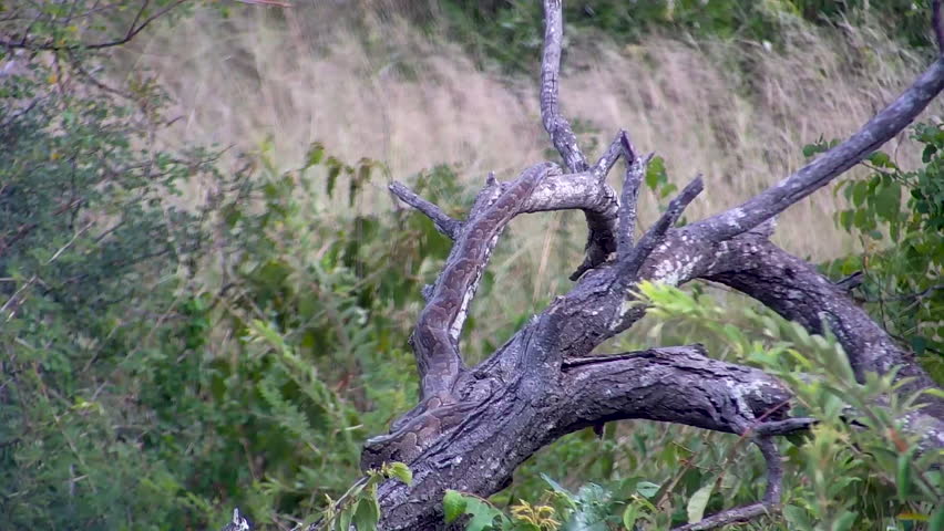 An African Rock Python coiled and camouflaged on a dead tree branch in the bushveld.