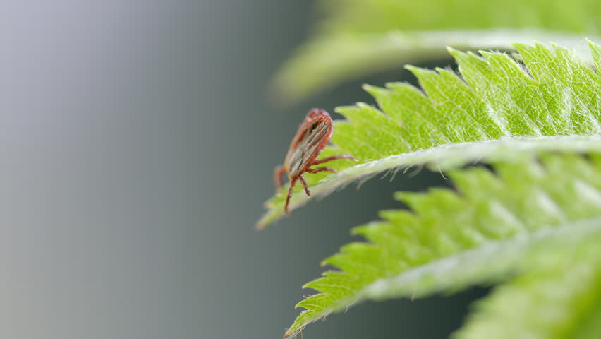 A detailed closeup of a tiny tick situated on a fern leaf showcases its unique features