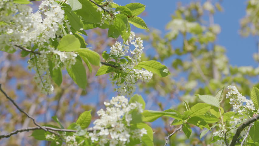 A Beautiful Blooming White Flowering Tree in the Enchanting Spring Season of Nature
