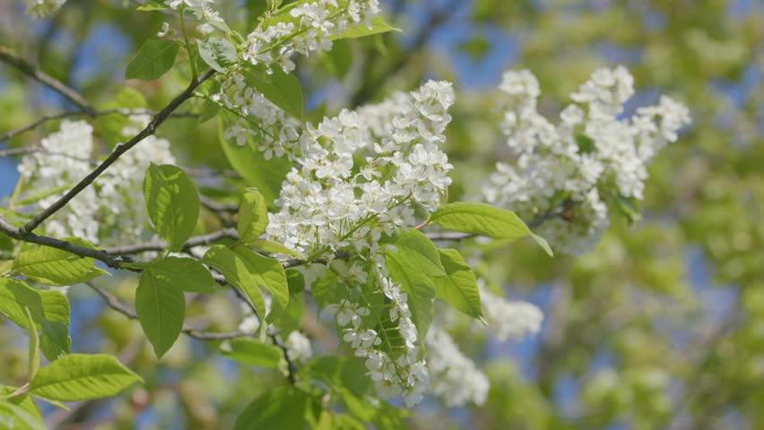 The Beautiful Blossoming White Flowers on Lush Green Branches During the Spring Season