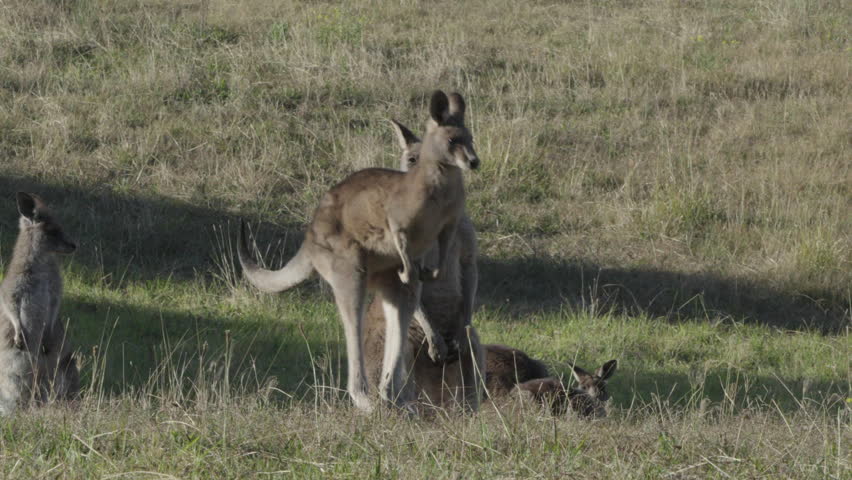 A mob Eastern Grey Kangaroos in a grassy field with a male hopping in front.
