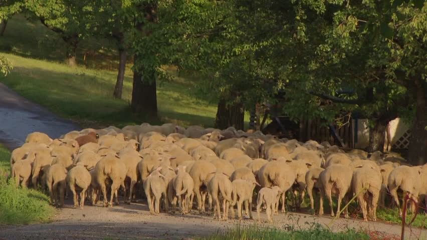 sheep herd returning to stable
