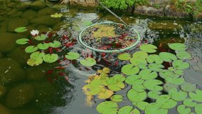 A peaceful pond with lily pads and colorful goldfish swimming on a rainy day, featuring a floating feeding ring and lush greenery around the edges, creating a serene aquatic garden scene. - Powered by Shutterstock - Get 15% off with code: PIKWIZARD15