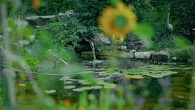 Tranquil garden scene with lush greenery and a serene pond, gradually focusing on a vibrant sunflower standing tall among the plants, creating a warm and uplifting natural moment. - Powered by Shutterstock - Get 15% off with code: PIKWIZARD15