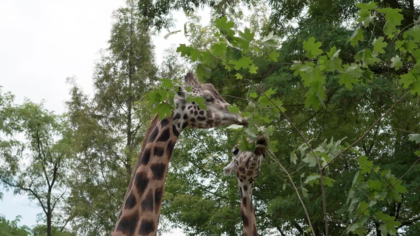 cute giraffes chewing leaves from a tree