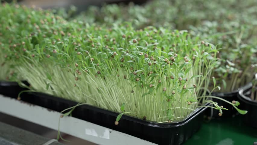 Juicy greens of cilantro sprouts in a tray in a vertical farm for growing microgreens. Close-up shot