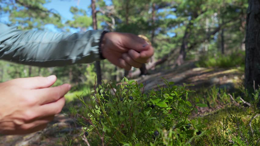 Couple picking blueberries in a Finnish forest, surrounded by mossy rocks, ferns and trees, enjoying wild harvest in nature.